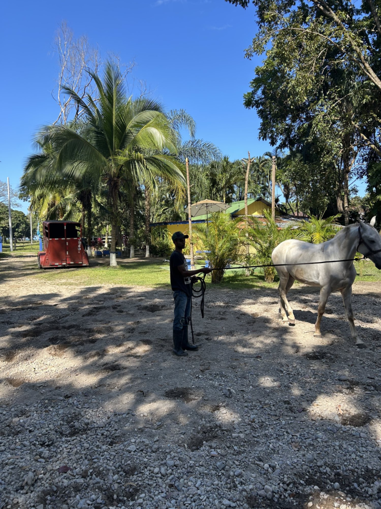 Entrenamiento de un caballo en Finca Las Amazonas