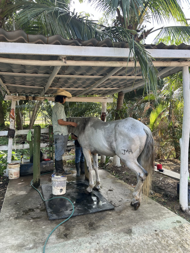 Cuidando a un caballo en Finca Las Amazonas