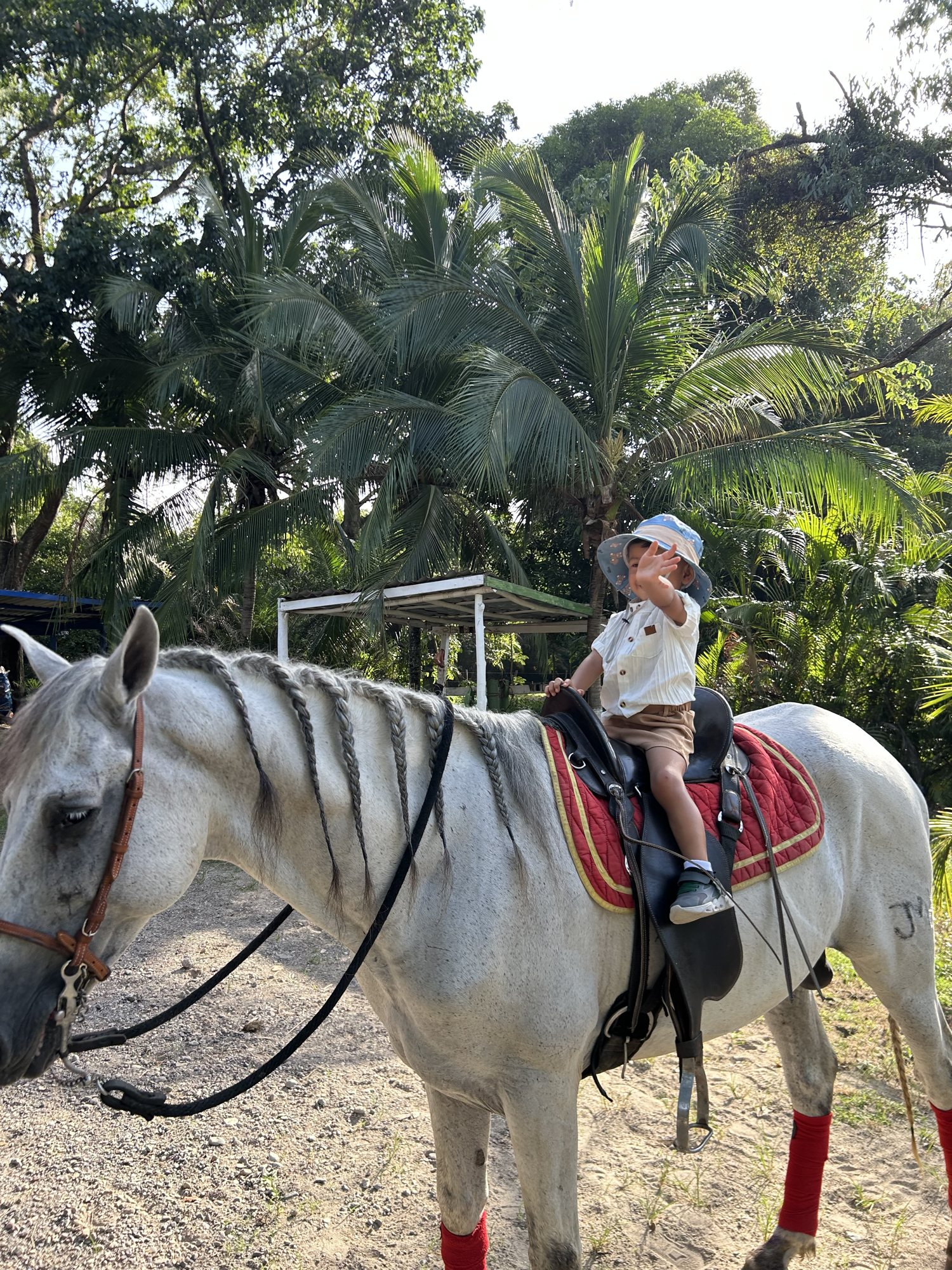 Niño a caballo entre palmeras en Finca Las Amazonas, La Ceiba